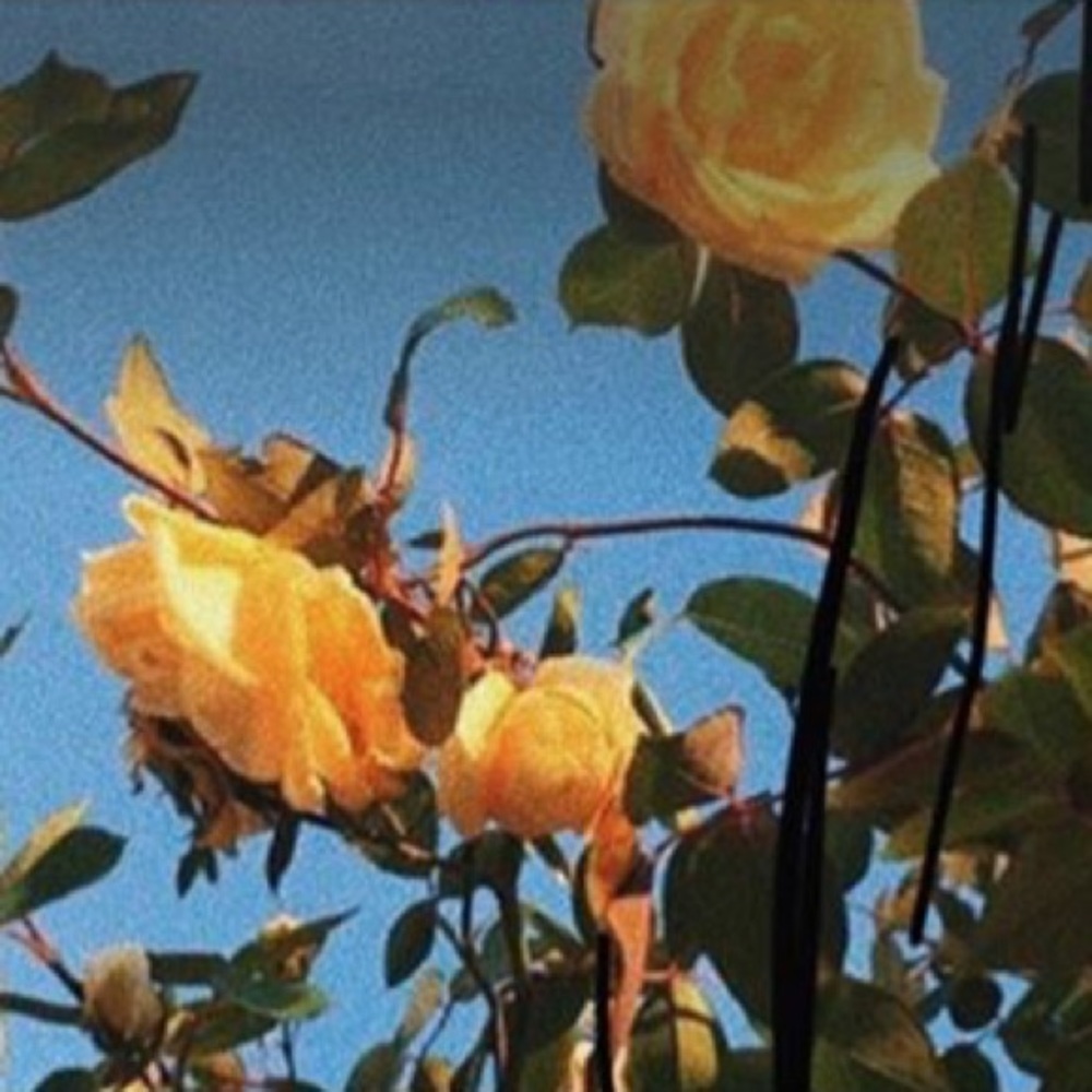 meet your posher, lucy